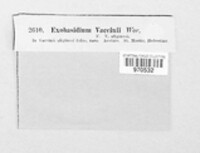 Exobasidium vaccinii image